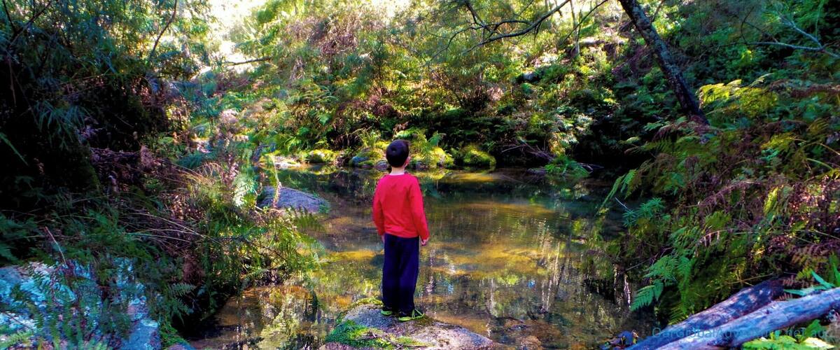 A person standing by a clear stream surrounded by dense forest.