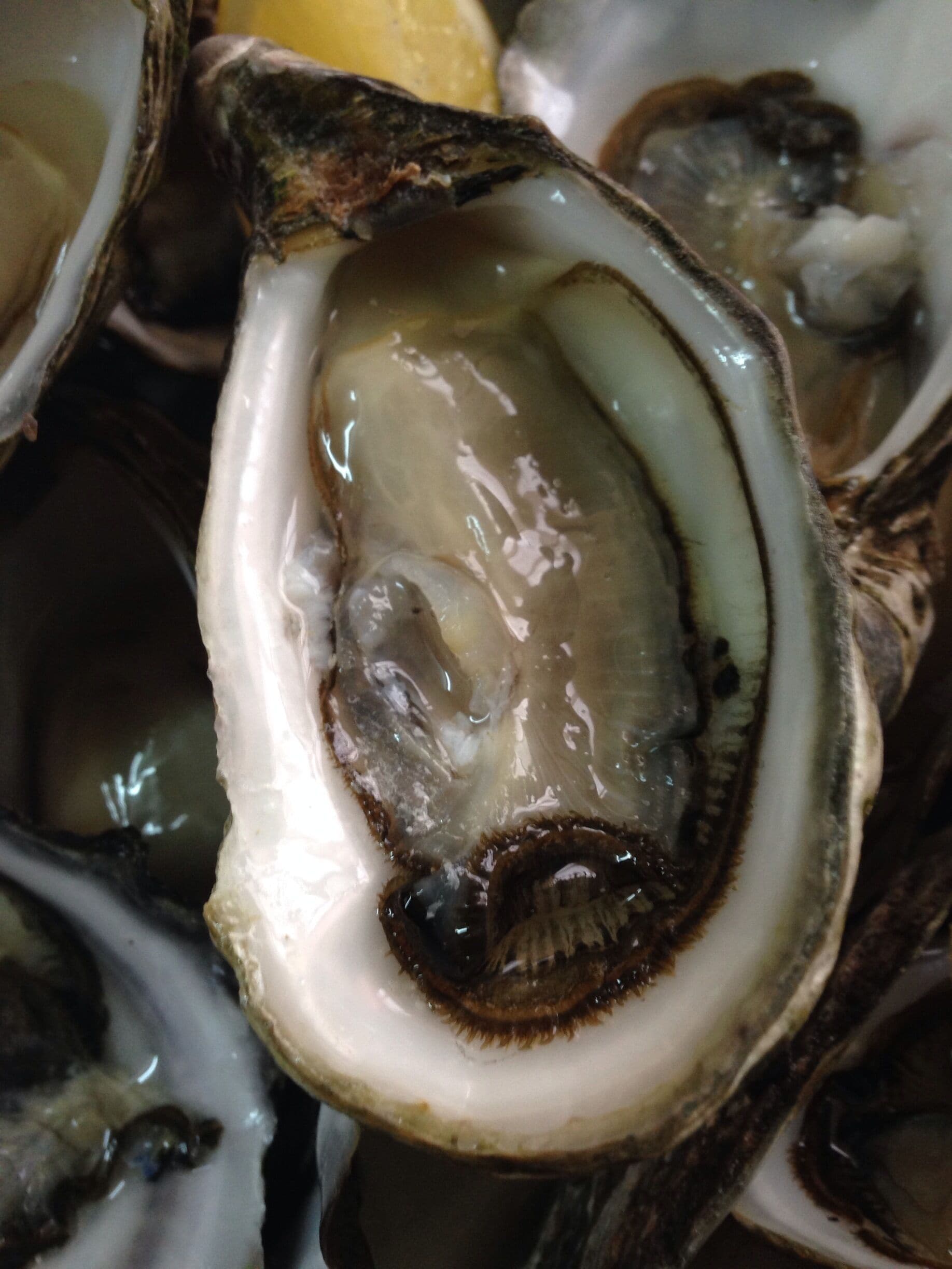 Yorke Peninsula South Australian oysters fresh off the boat, so delicious. 