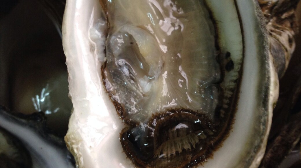 Yorke Peninsula South Australian oysters fresh off the boat, so delicious.