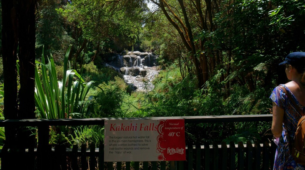 Kakahi falls is the largest hot water falls in the Southern Hemisphere. #newzealand #geothermal #waterfalls #rotorua #hellsgate