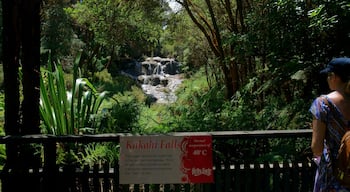 Kakahi falls is the largest hot water falls in the Southern Hemisphere. #newzealand #geothermal #waterfalls #rotorua #hellsgate