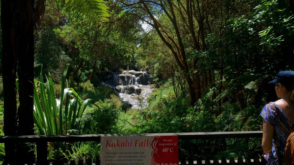 Kakahi falls is the largest hot water falls in the Southern Hemisphere. #newzealand #geothermal #waterfalls #rotorua #hellsgate