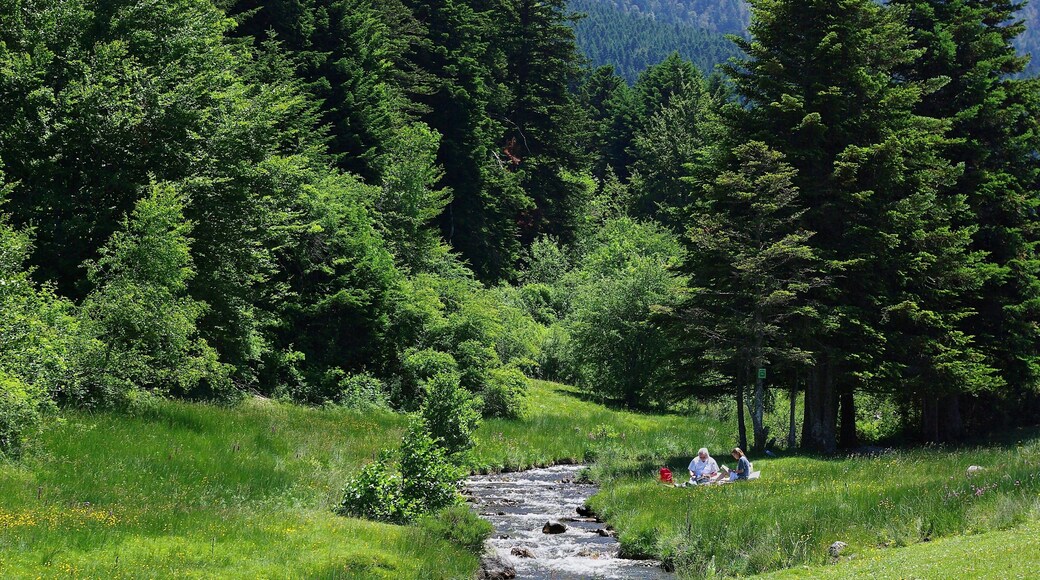 Forest and meadow near the ruisseau d'Artigou, Payolle, Vallée de campan, Hautes-Pyrénées ,France.