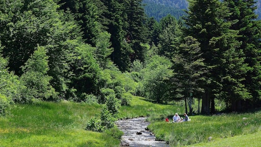 Forest and meadow near the ruisseau d'Artigou, Payolle, Vallée de campan, Hautes-Pyrénées ,France.