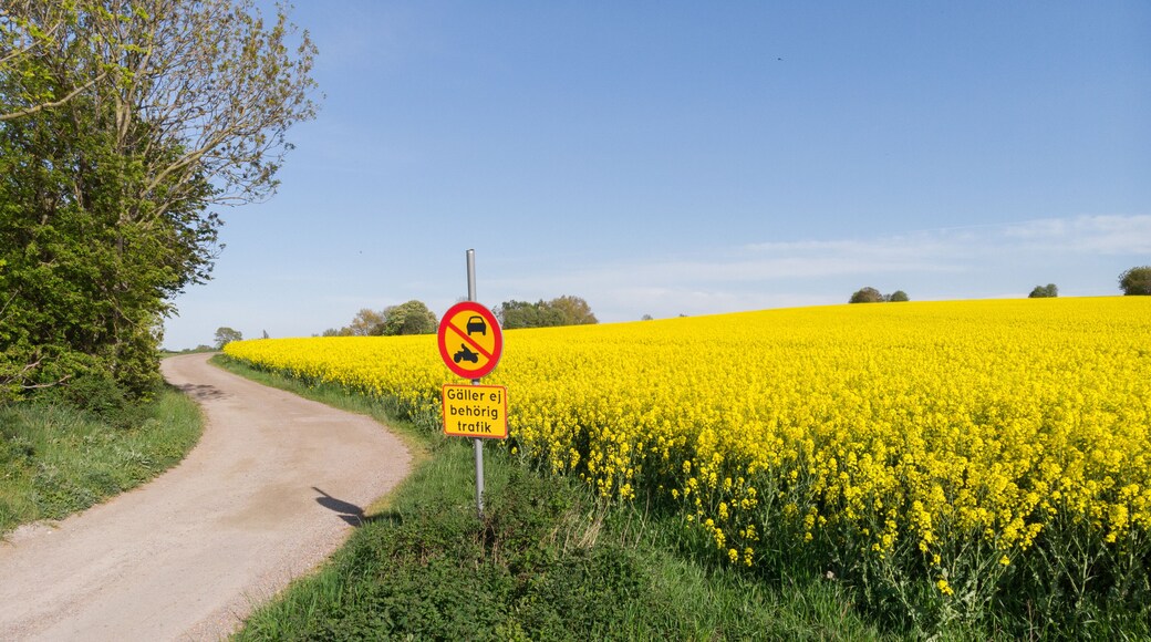 A gravel road leading into the rural parts of southern Sweden with a canola fields edge on one side and trees of the other side of the road. With a sign telling entrance forbidden taken during sunset.