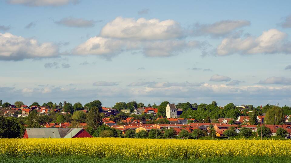 A rural landscape with a field of yellow flowers, red-roofed houses, and a white church.