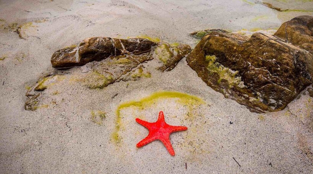 Aquatic life is so abundant around Kangaroo Island. These colourful sea stars were spotted at various beaches 😊
