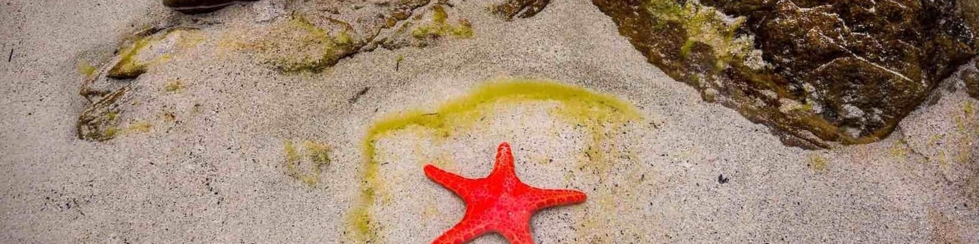 Aquatic life is so abundant around Kangaroo Island. These colourful sea stars were spotted at various beaches 😊