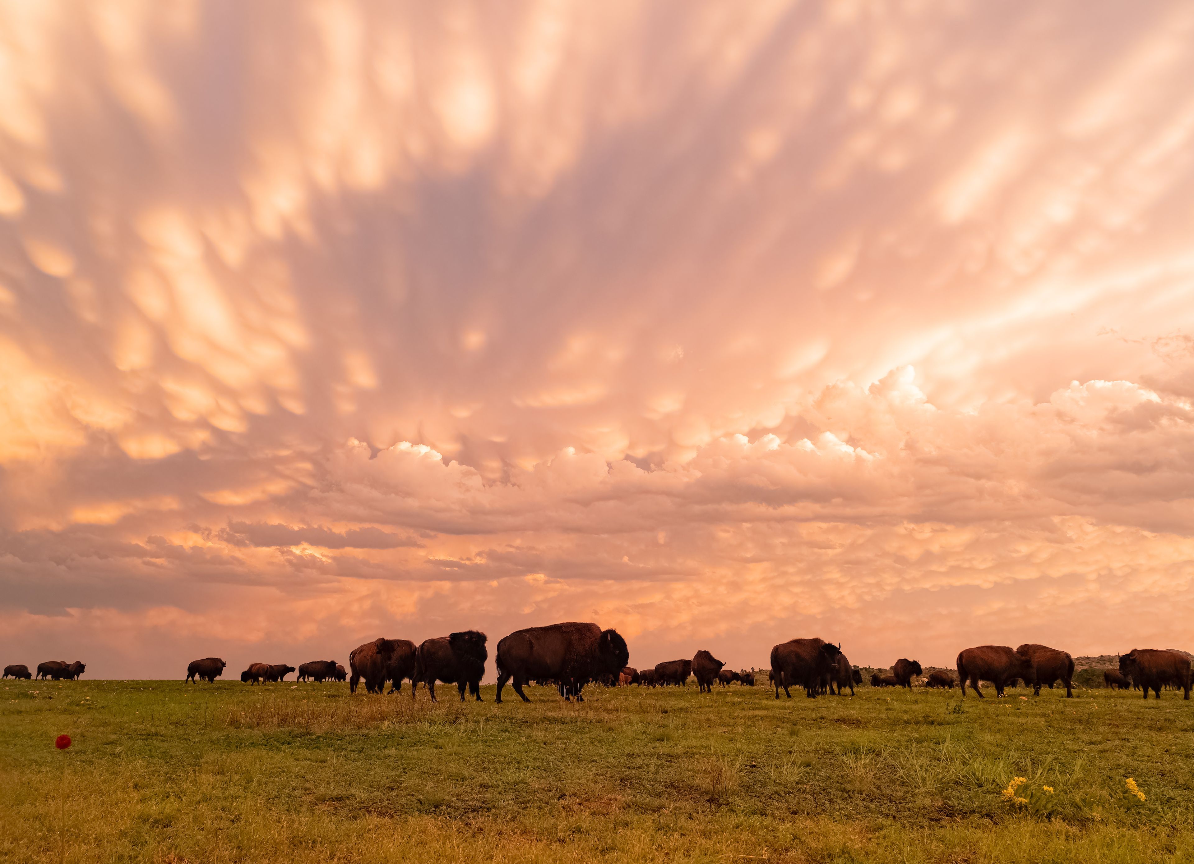 A herd of bison grazing in a field with a dramatic sky.