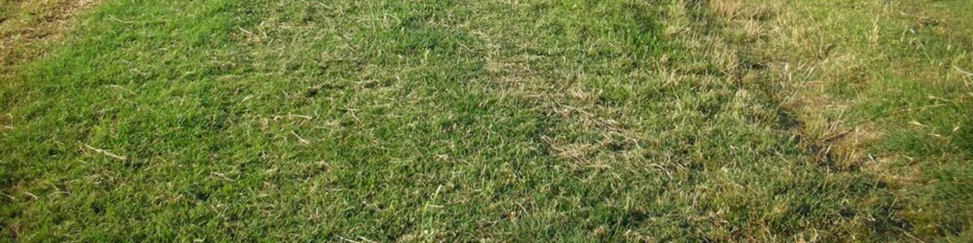 Porzione di argine del Reno