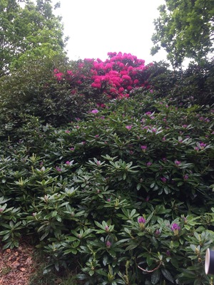 Spring flowers blooming 🌸🌸🌸