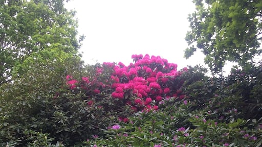 Spring flowers blooming 🌸🌸🌸