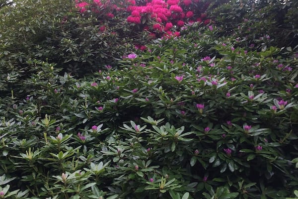 Spring flowers blooming 🌸🌸🌸