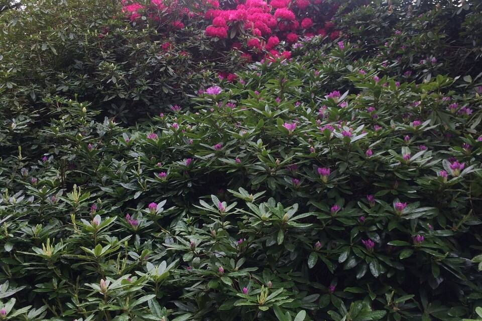 Ein Garten mit dichtem Grün und Büscheln rosa Blüten.