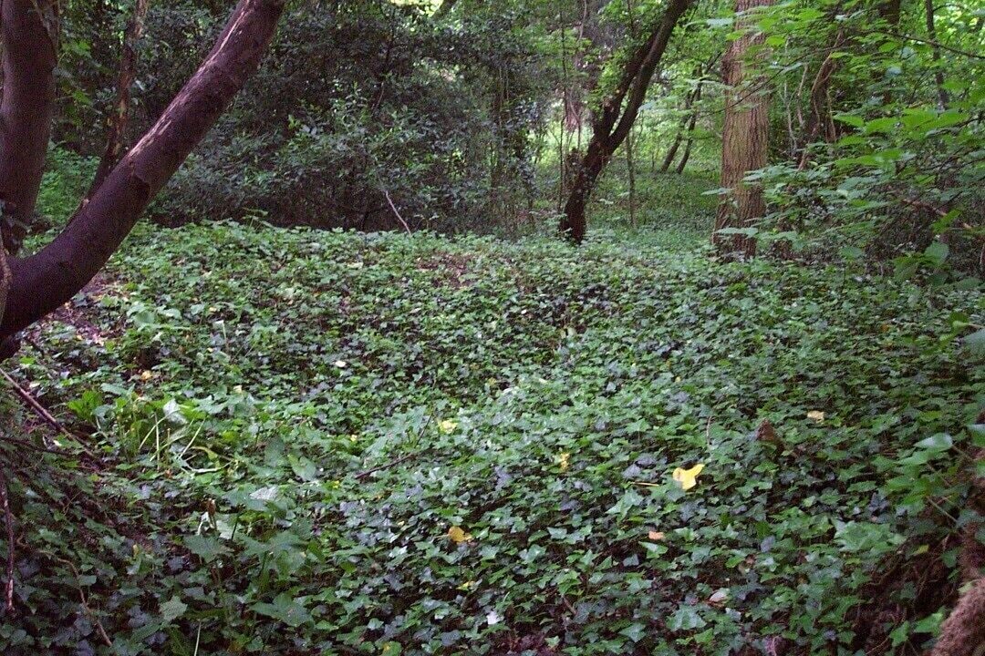 The raised ringlike structure may be the remains of an ice house and is part of the ruins of Worcester Park House The location is in dense woodland at grid reference TQ211654. In the 1950s masonry was visible, with a ruined domed structure rising from the ring. The picture is taken from what appeared in the 1950s to be the entrance. The walls are hard to decipher, but run in a circle to the left of the viewer, across the background of the picture, and down the right hand side. They are entirely covered in vegetation and earth.