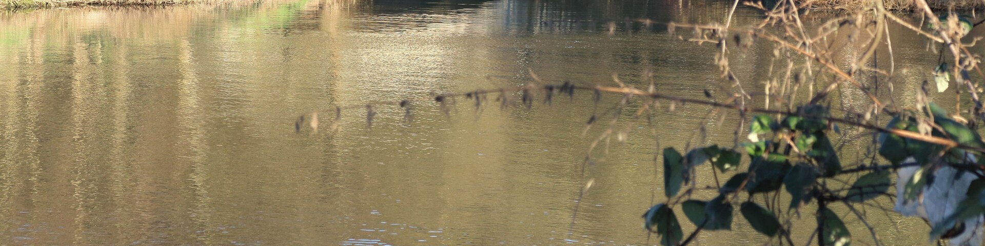 Neckar, hier von rechts nach links fließend mit der Einmündung der Murr auf der gegenüber liegenden Seite
