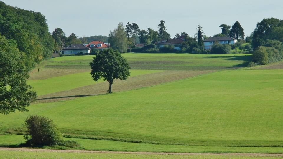 A rural landscape with green fields, a prominent tree, and houses in the background.
