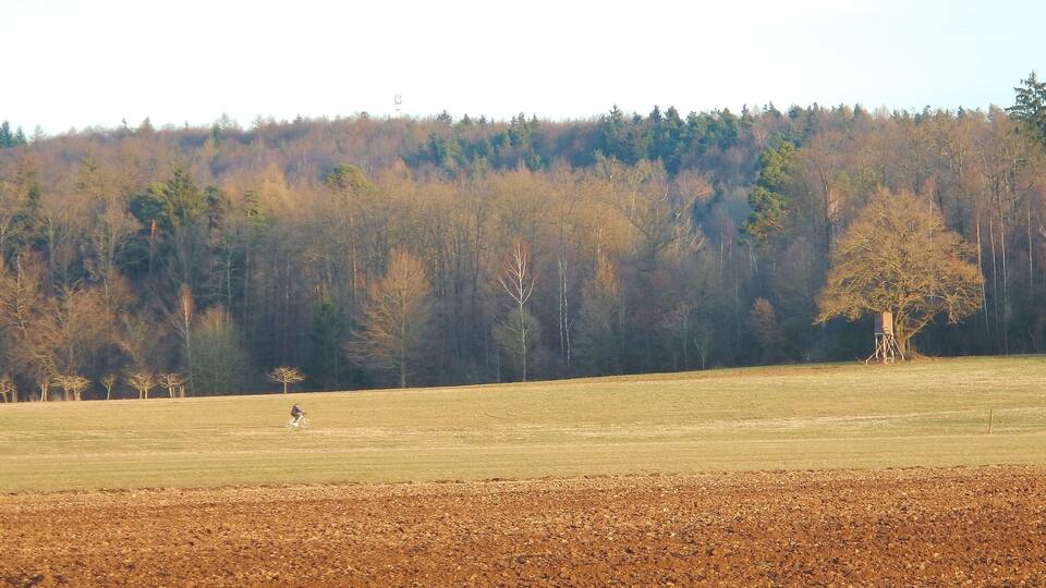 A rural landscape with a field, a large tree, and a forest in the background.