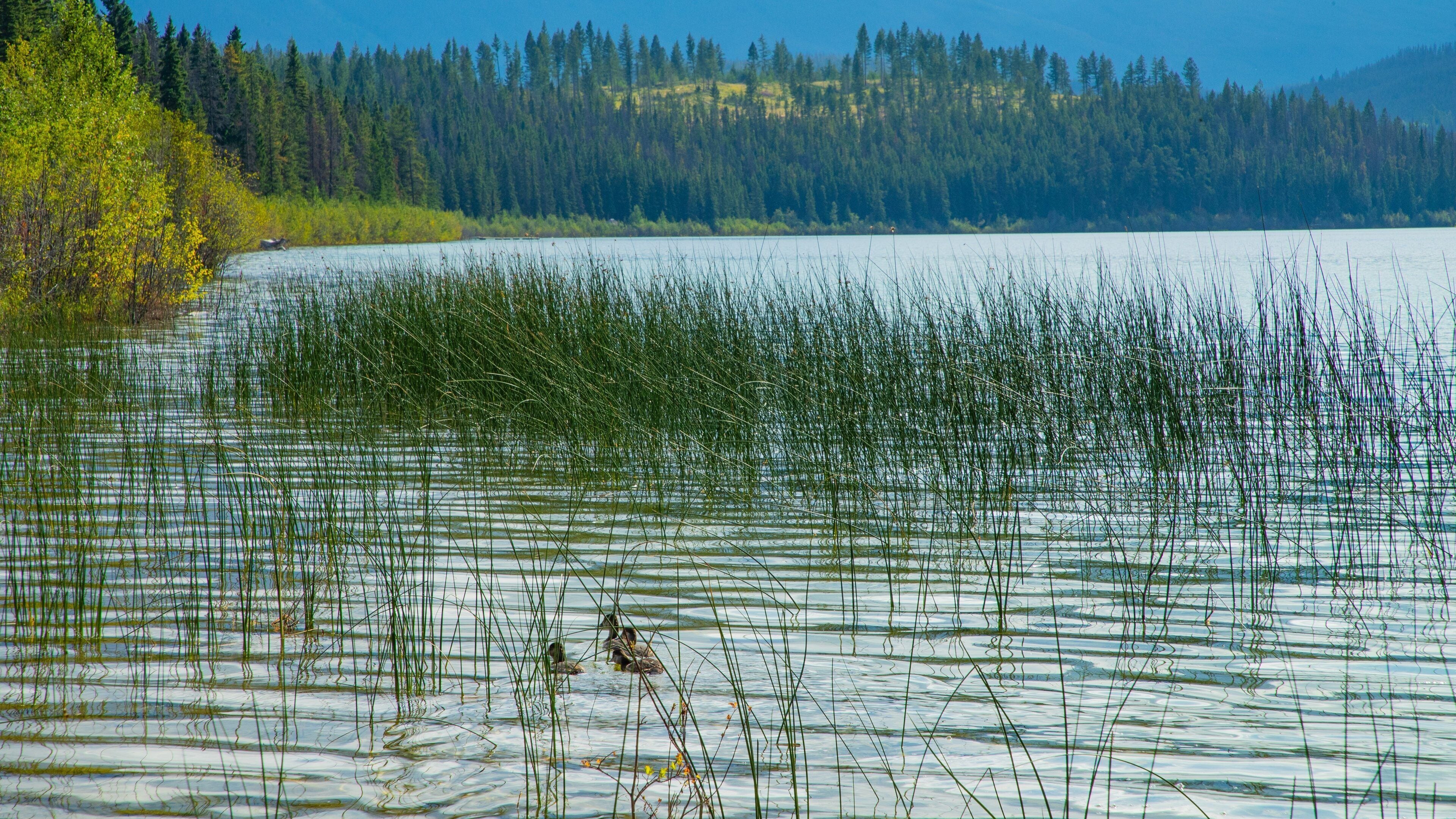 Patricia Lake featuring bird life and a lake or waterhole