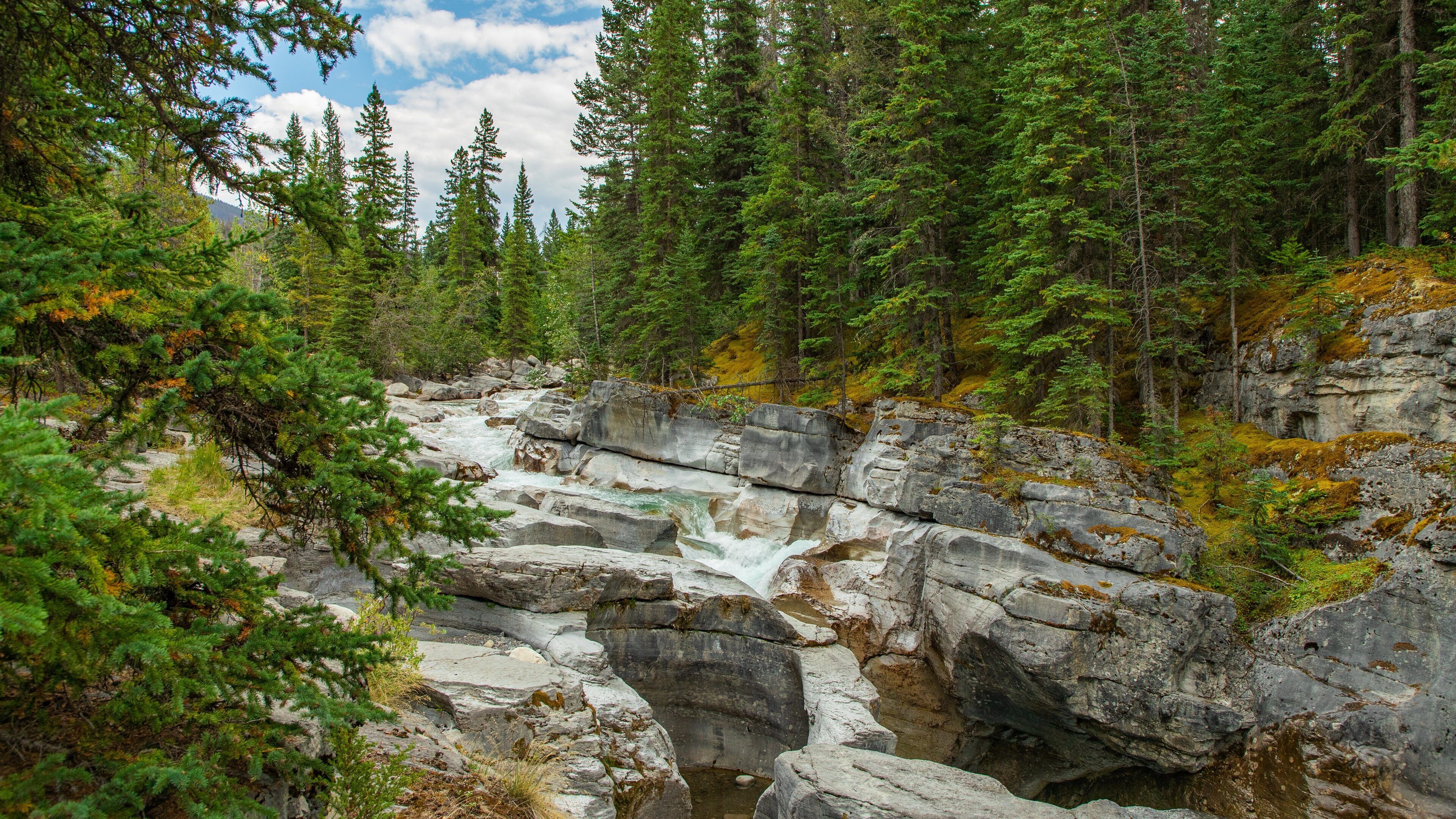 Maligne Canyon showing rapids, forest scenes and a river or creek