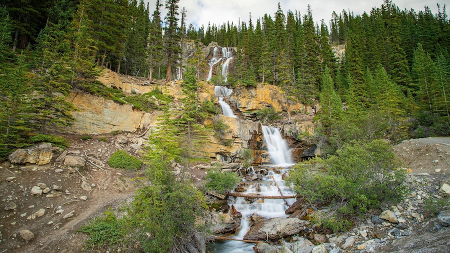 Tangle Falls showing forest scenes and a cascade