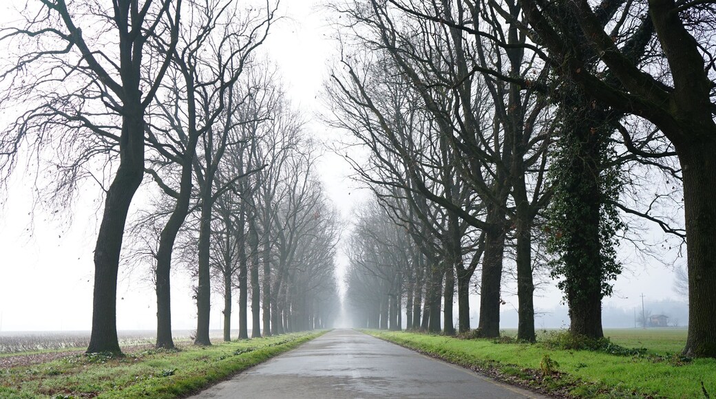 Beautiful shot of a pathway between leafless trees with skylight in San Giorgio di Piano, Italy