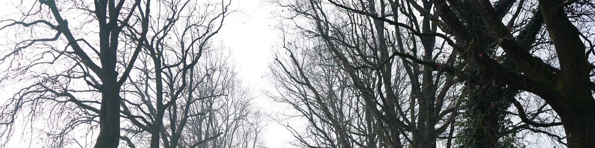 Beautiful shot of a pathway between leafless trees with skylight in San Giorgio di Piano, Italy