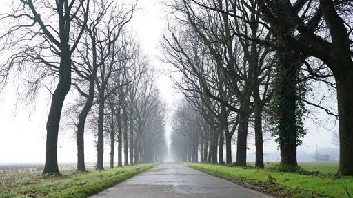 Beautiful shot of a pathway between leafless trees with skylight in San Giorgio di Piano, Italy