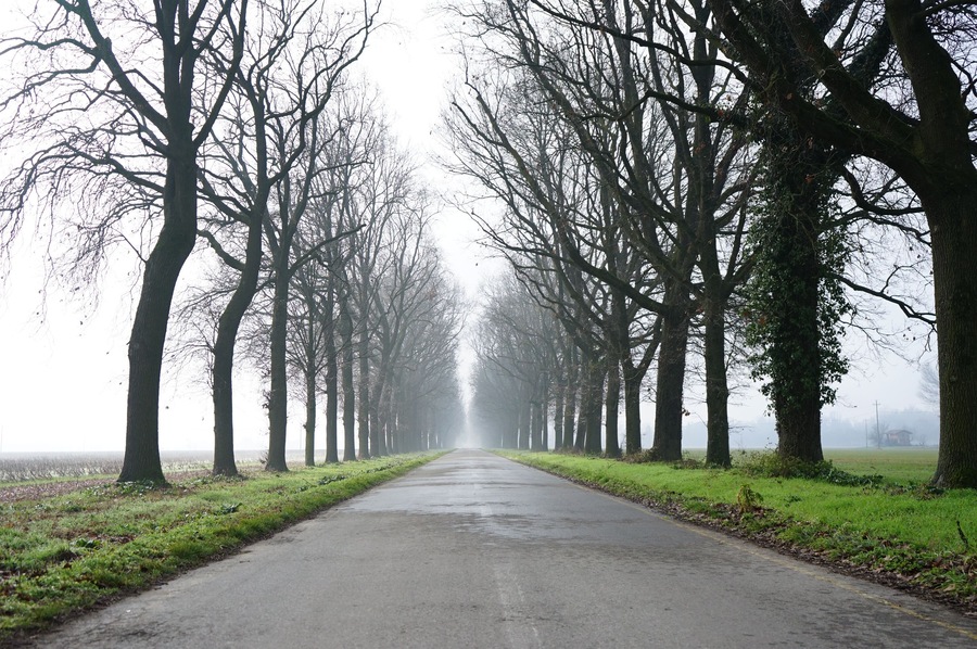 Beautiful shot of a pathway between leafless trees with skylight in San Giorgio di Piano, Italy