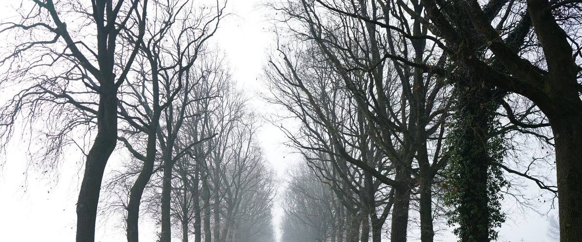 A road flanked by leafless trees in a foggy setting.