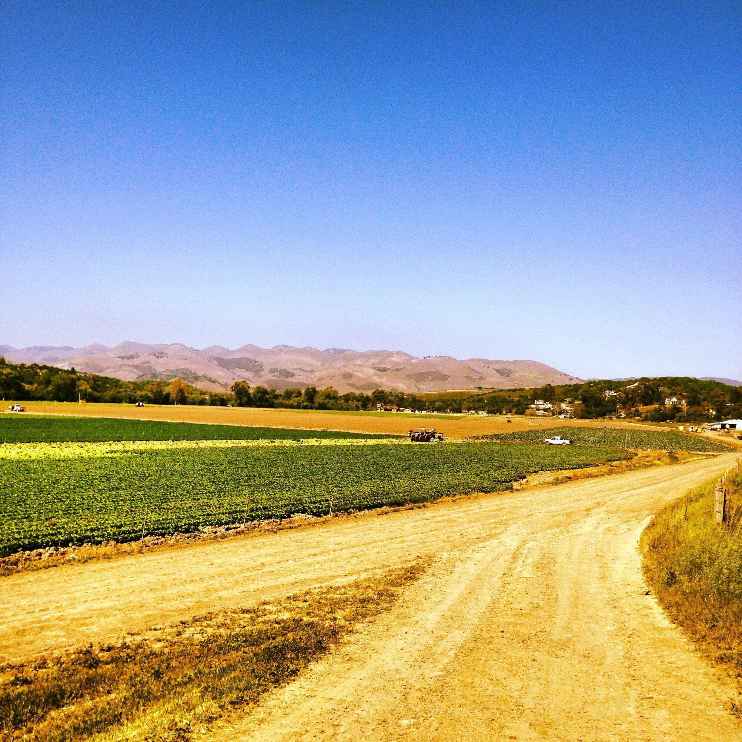 If you're looking for organically grown produce, here you have it. The central coast is thriving! I visit a local herbalist out I this area and just happened to drive by these beautiful fields of Green & Gold! 