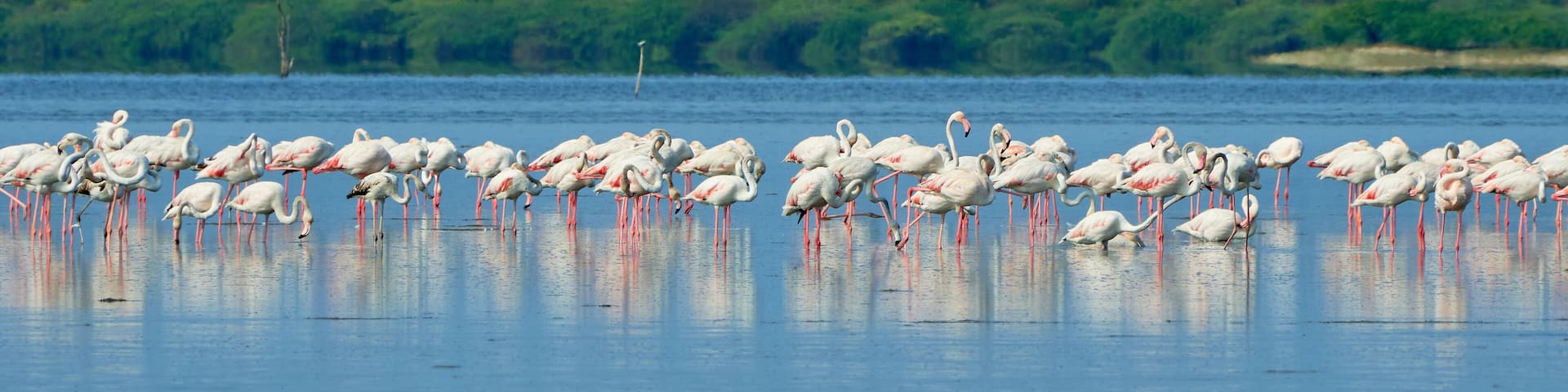 Flamingoes resting in Pulicat Lake in Tamil Nadu, India