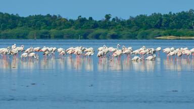 Flamingoes resting in Pulicat Lake in Tamil Nadu, India