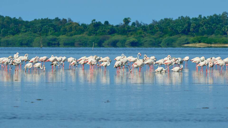 A large group of flamingos standing in shallow water with a forested shoreline in the background.