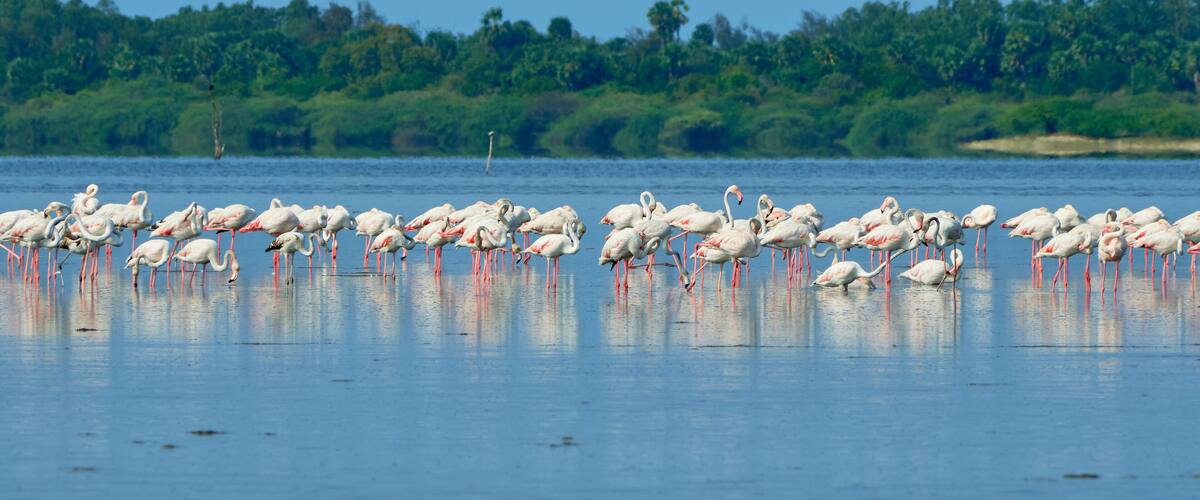 A large group of flamingos standing in shallow water with a forested shoreline in the background.
