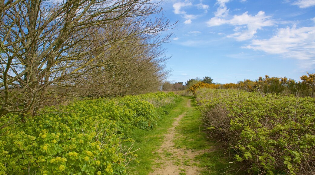Hastings Country Park which includes a park and tranquil scenes