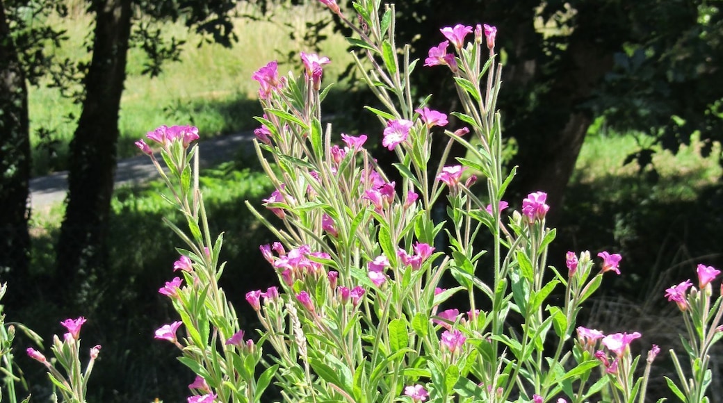 Great willowherb, Epilobium hirsutum. This photograph was taken on 2011-06-25 at Berango in the Bizkaia province of the Basque Country (Europe), using a Canon PowerShot SX230 camera.The original size was 3000x4000 pixels, it was reduced to the present size (1500x2000 pixels) using the IrfanView freeware program.