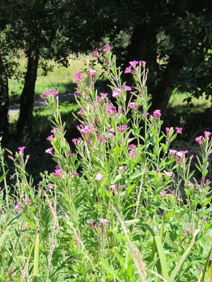Great willowherb, Epilobium hirsutum. This photograph was taken on 2011-06-25 at Berango in the Bizkaia province of the Basque Country (Europe), using a Canon PowerShot SX230 camera.The original size was 3000x4000 pixels, it was reduced to the present size (1500x2000 pixels) using the IrfanView freeware program.
