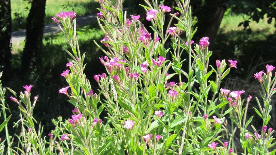 A field of pink flowers with green foliage and trees in the background.