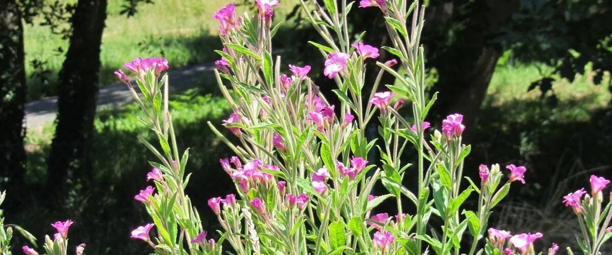 A field of pink flowers with green foliage and trees in the background.