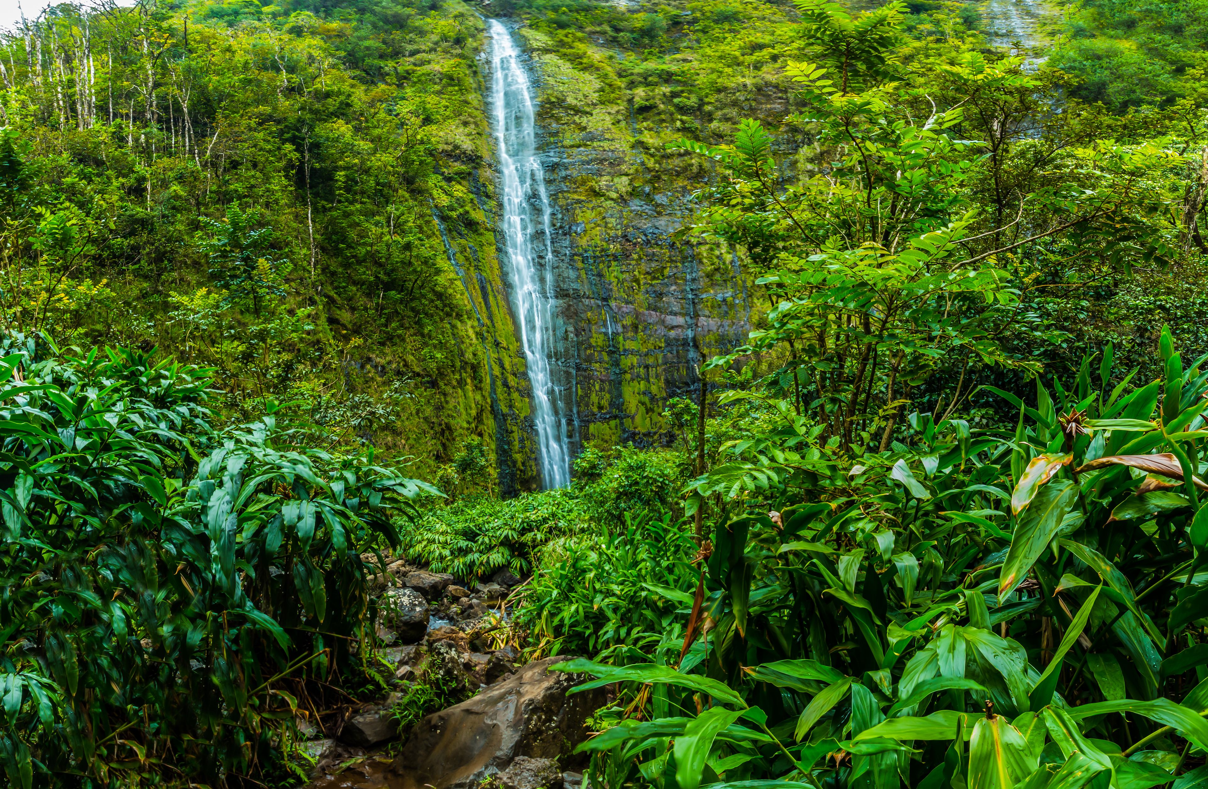 Réserve de la forêt de Hana