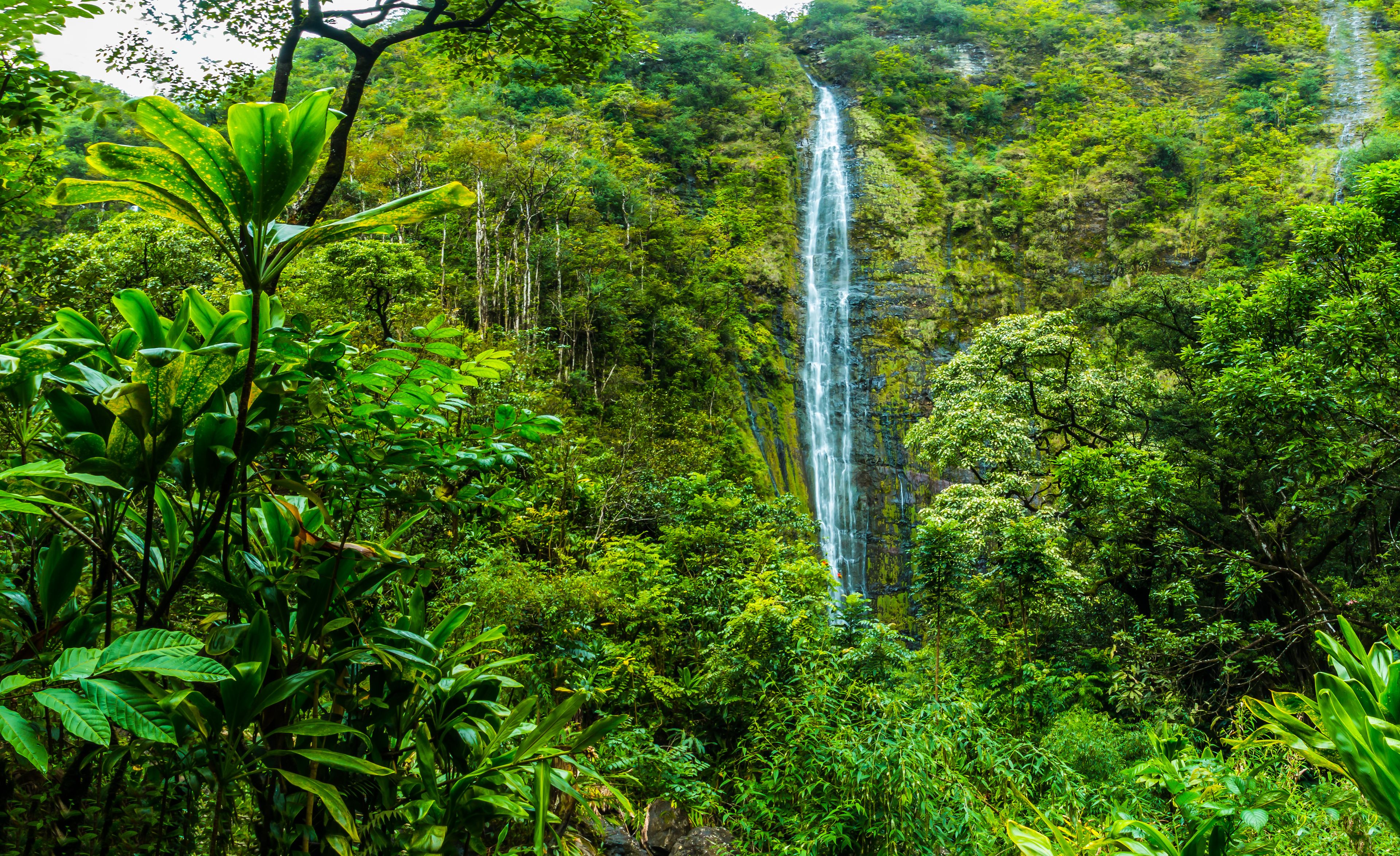 Réserve de la forêt de Hana