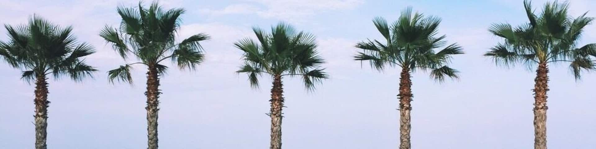 A beautiful luxury hotel in Skala, Kefalonia! With views like this onto the beach how could you resist! #beachtips #palms #greece