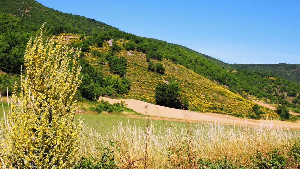 A lush green hillside with a field in the foreground and a clear blue sky.