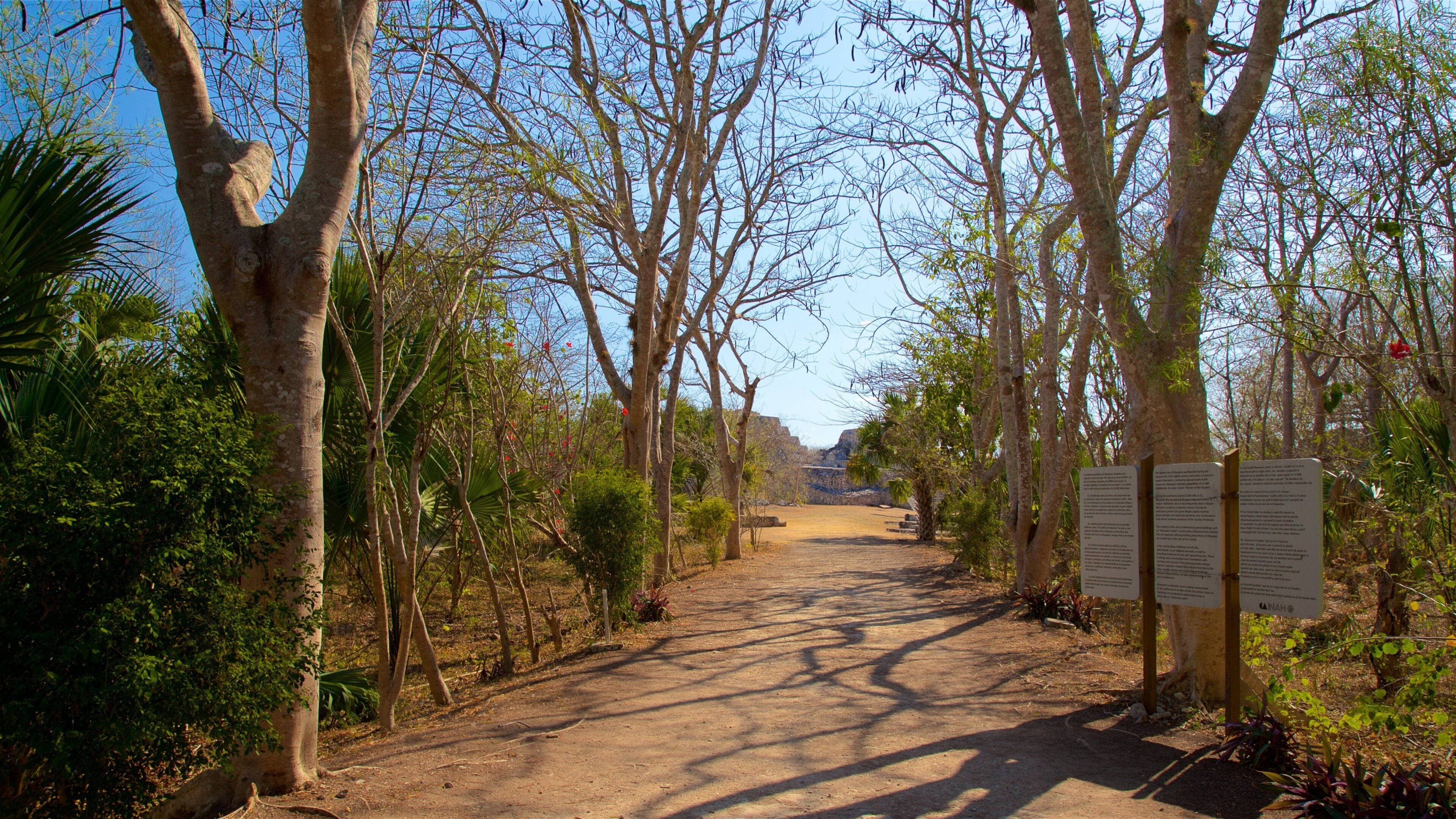マヤパン遺跡 フィーチャー 森林の風景 と 公園