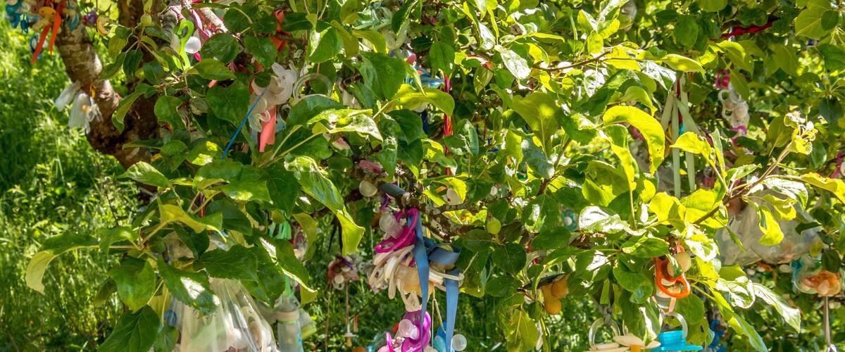 Wood with pacifiers where children hang there pacifiers when they no longer use them.