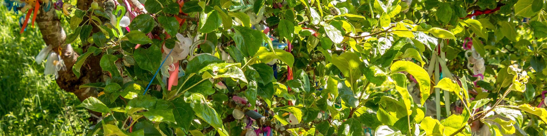 Wood with pacifiers where children hang there pacifiers when they no longer use them.