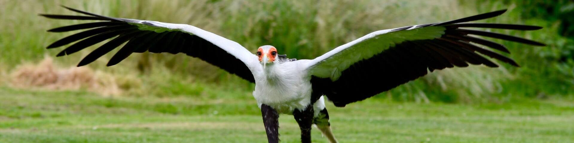 One of many images taken whilst on an afternoon out, my favourite place to unwind and chill out, the flying displays are breathtaking