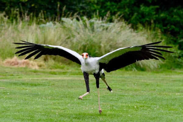 One of many images taken whilst on an afternoon out, my favourite place to unwind and chill out, the flying displays are breathtaking