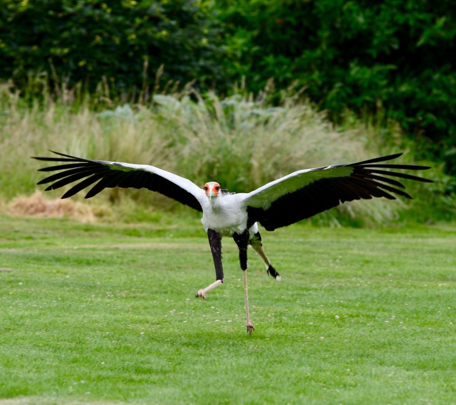 One of many images taken whilst on an afternoon out, my favourite place to unwind and chill out, the flying displays are breathtaking